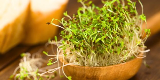 The 7 Best Alfalfa Tonic of 2024 in UAE: A Dietitian’s Picks