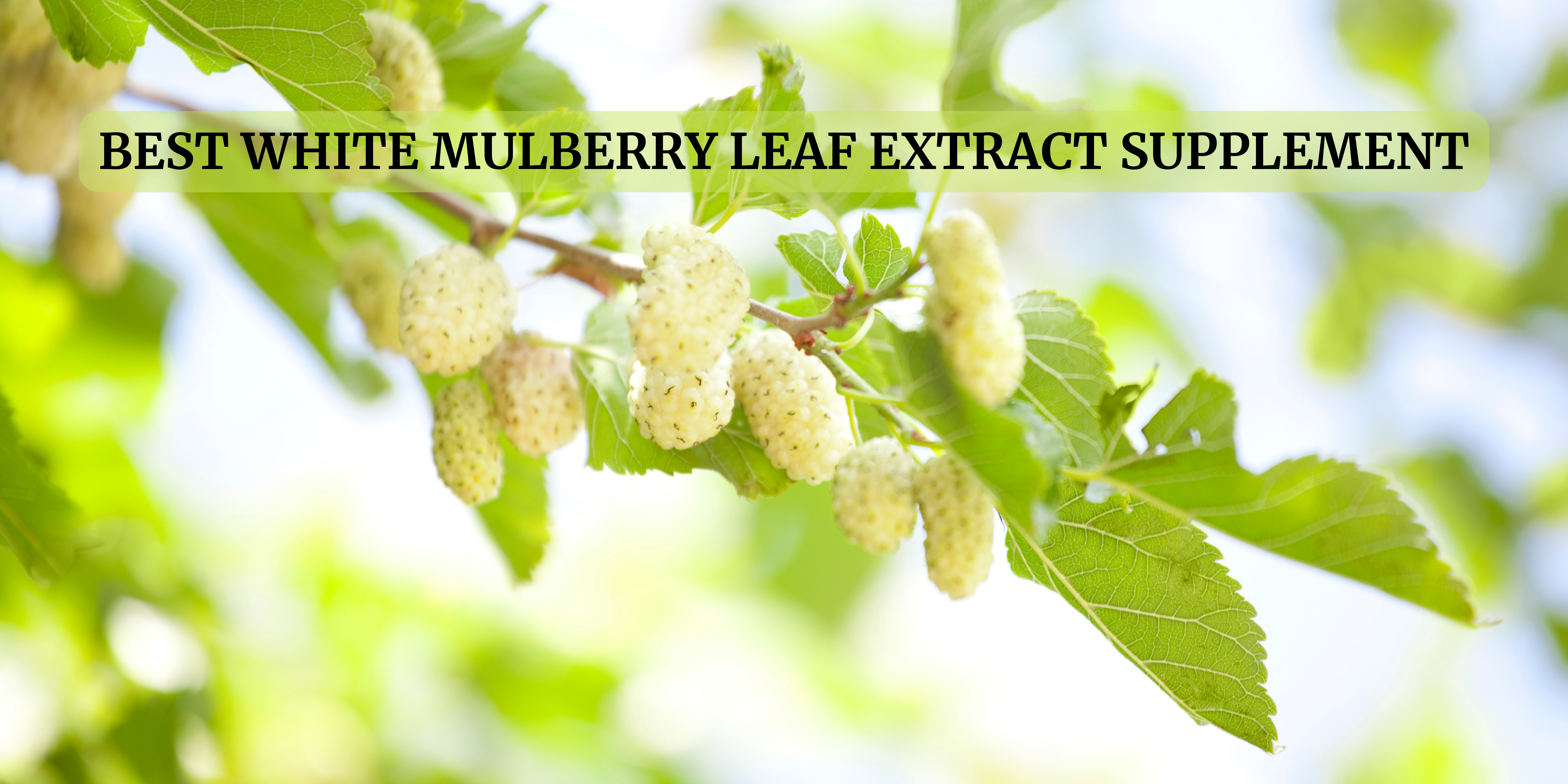 white mulberry leaf extract supplement in UAE