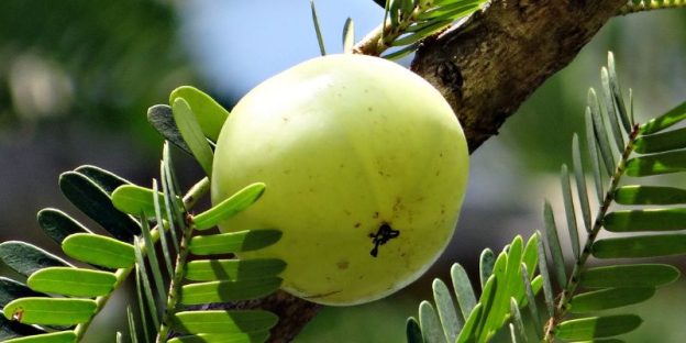 The 8 Best Amla Supplements of 2024 available in UAE: A Dietitianâ€™s Picks