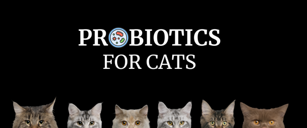 6 Best best probiotics for cats in Canada – 2024