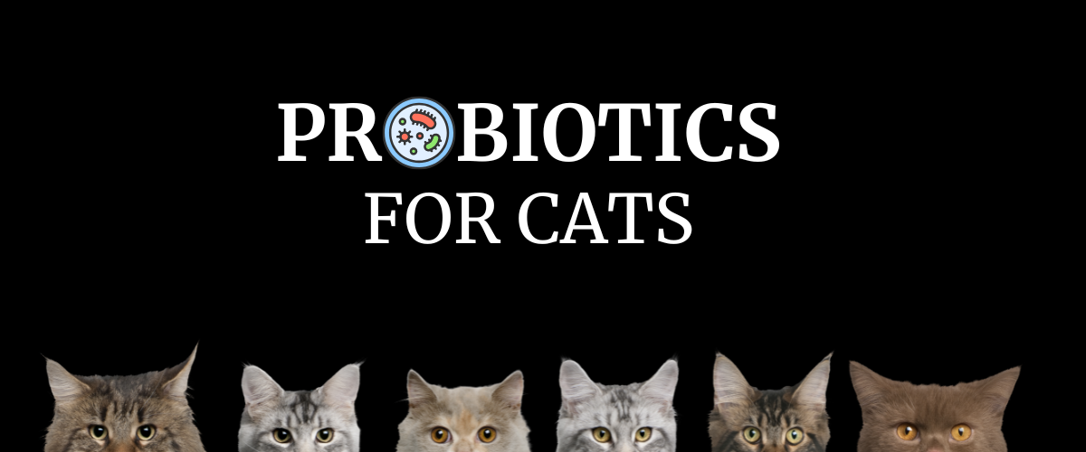 Probiotics For Cats in Canada