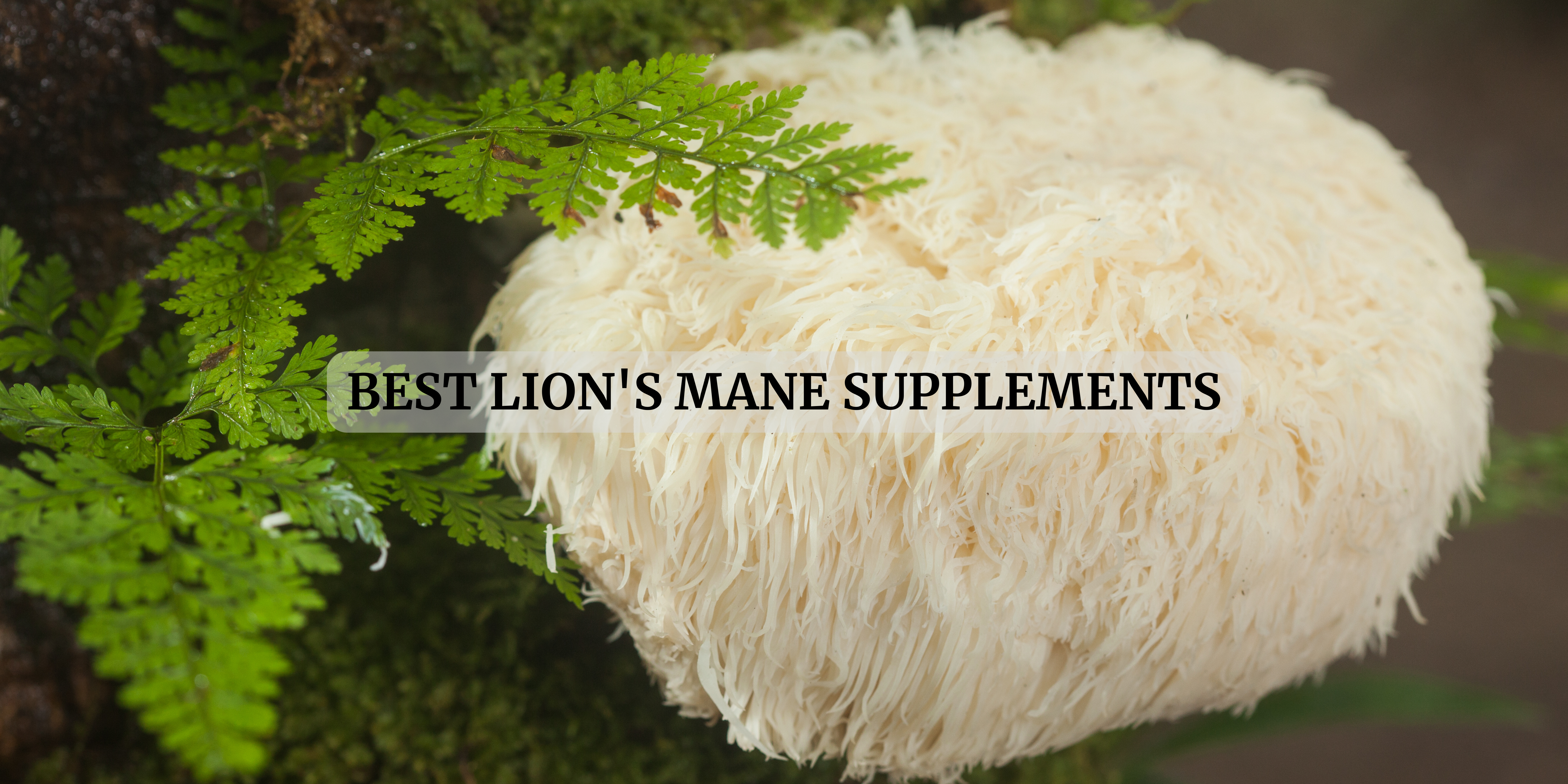 lion's mane supplements in Canada