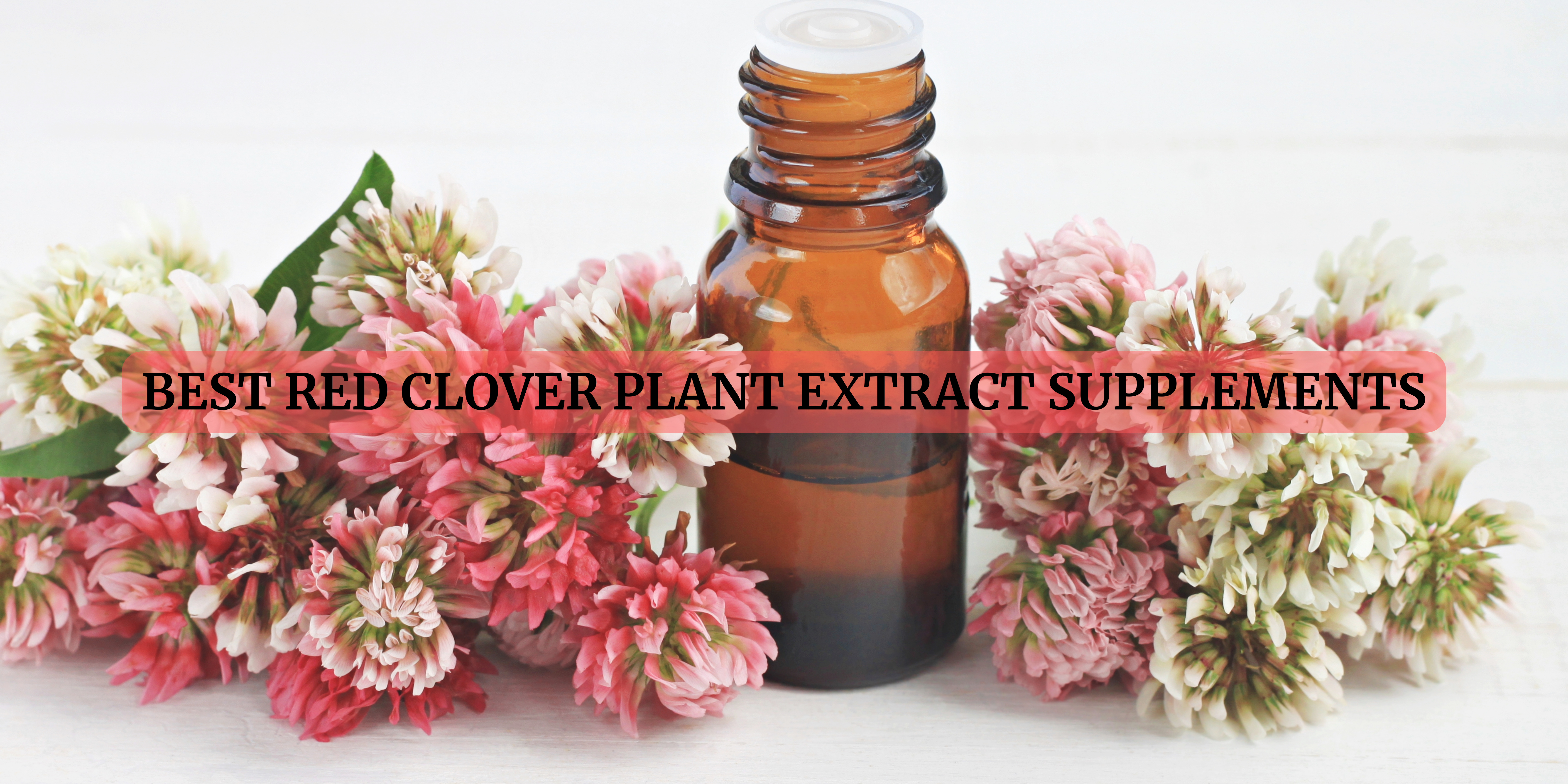red clover extract supplements in Canada