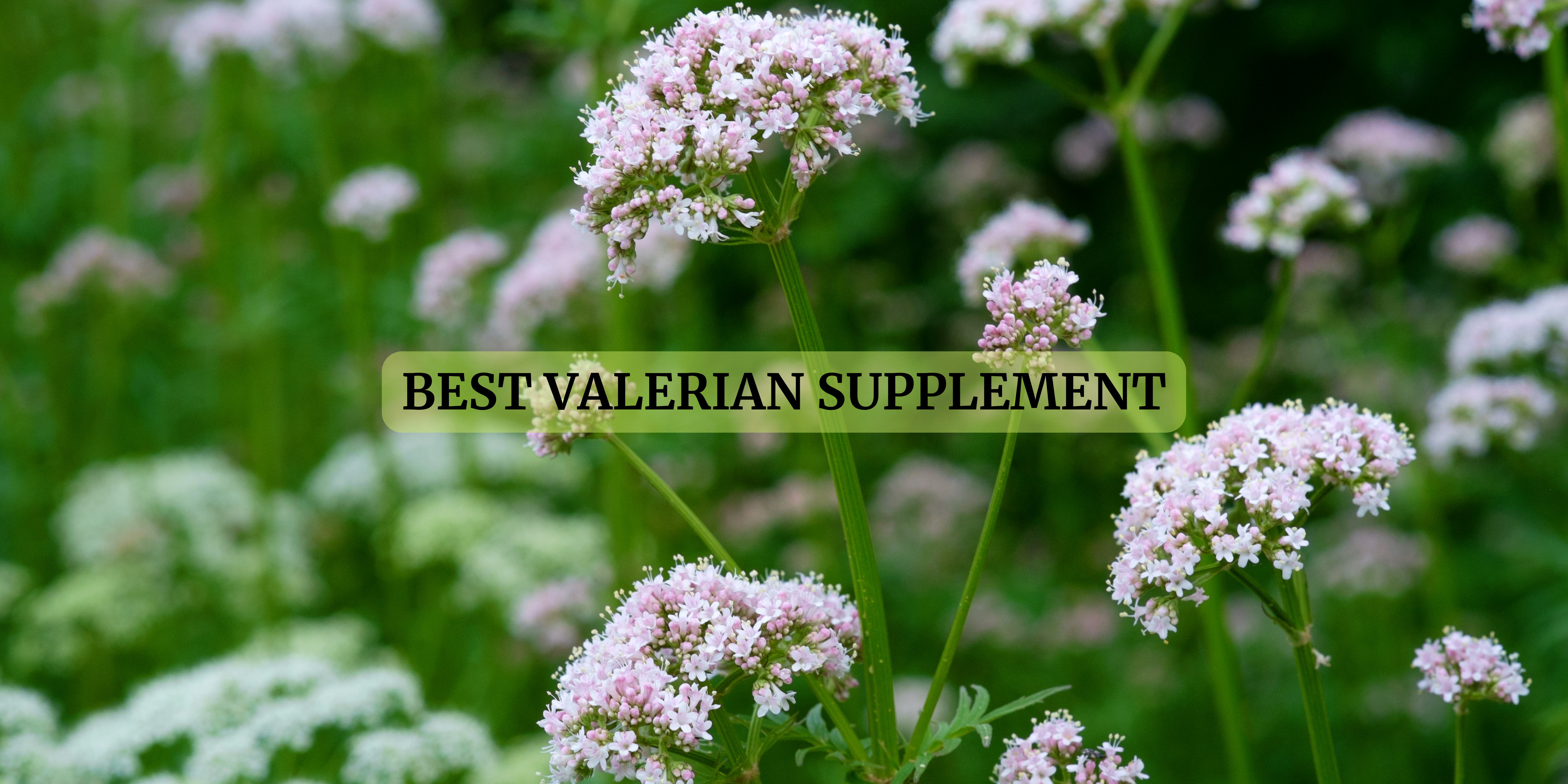 valerian supplements in France