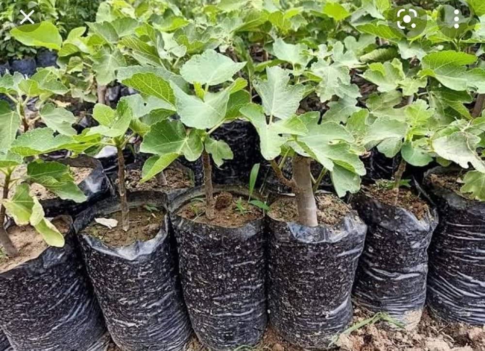 UGALOO Fig Tree Live Plant – Ficu...