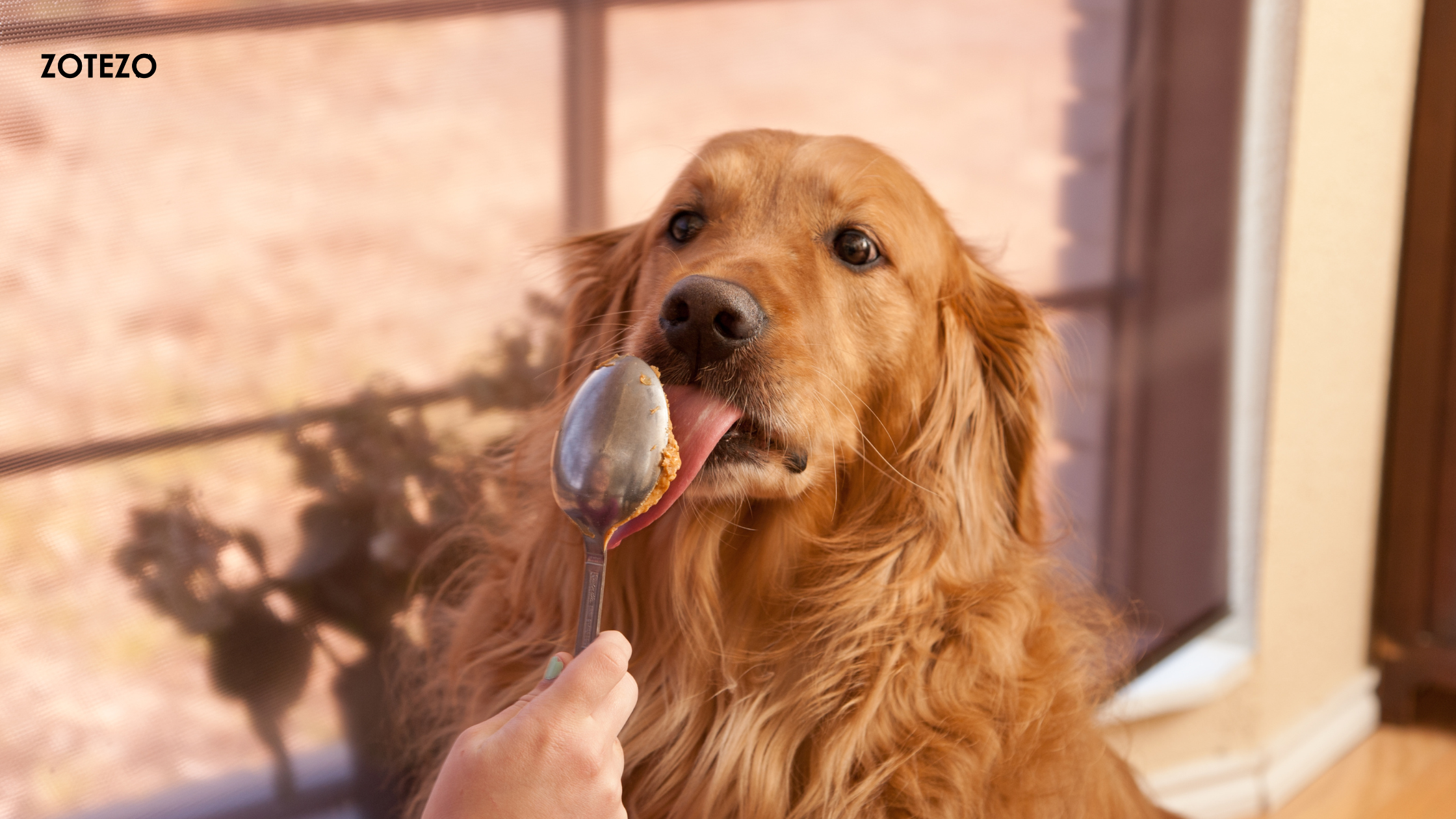 Peanut Butter For Dogs in Italy