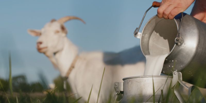 Goat Milk Powder in Netherlands