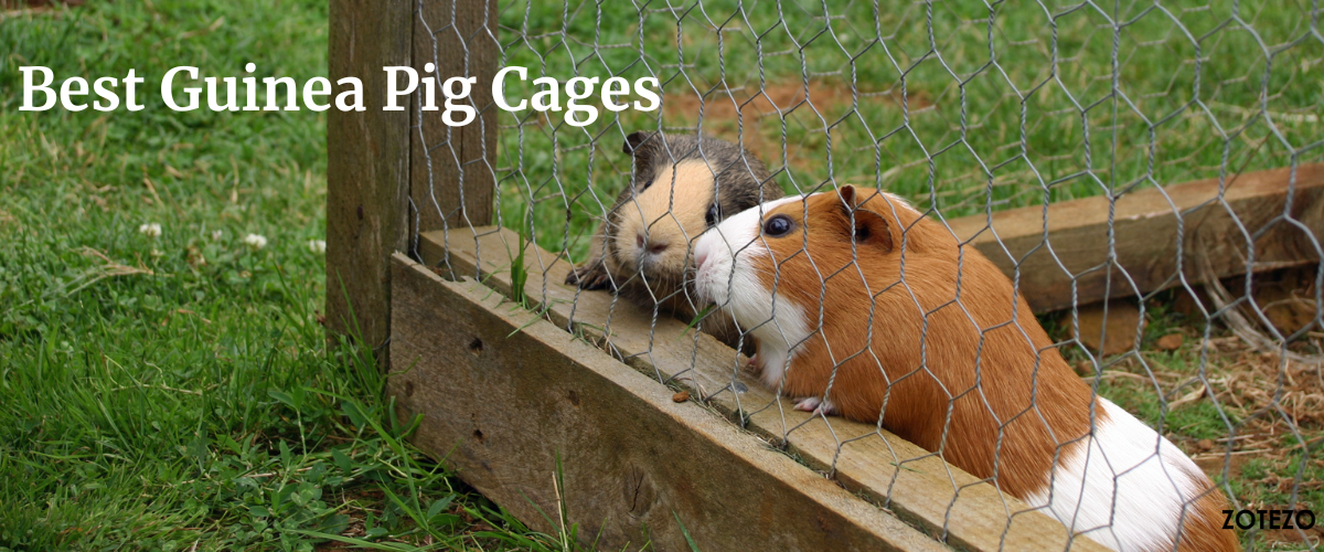 Guinea Pig Cages in USA