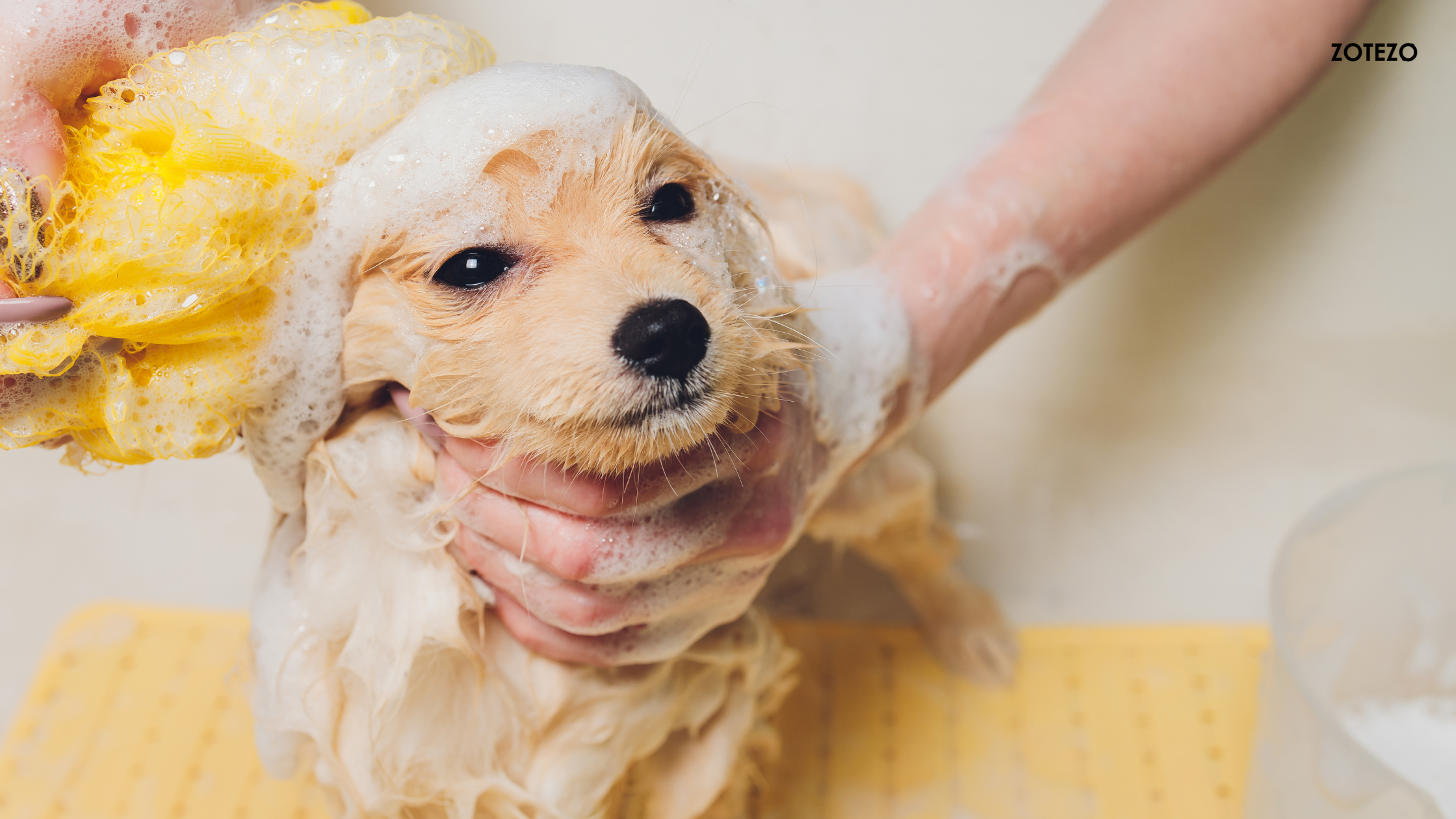 Dog Shampoos  in the World