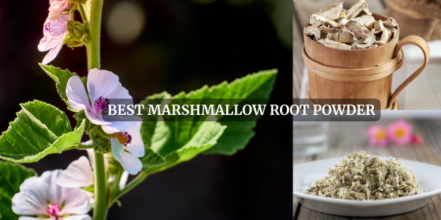 Best marshmallow root powder-2024