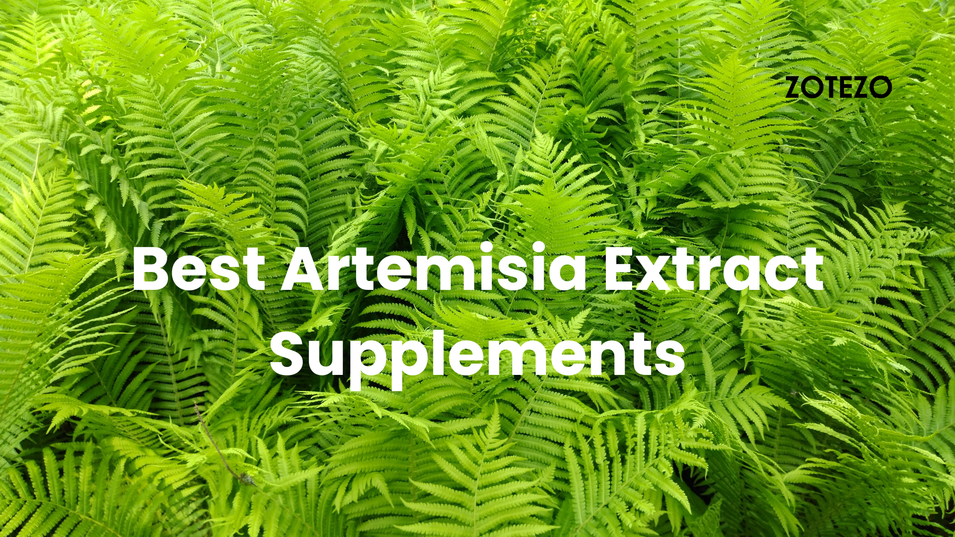 Artemisia Extract Supplements in the World