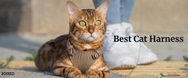 Best Cat Harnesses- 2024