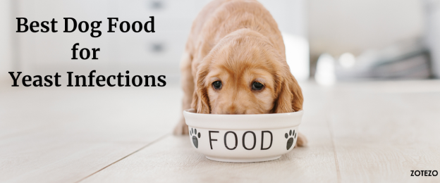 Best Dog Food for Yeast Infections- 2024