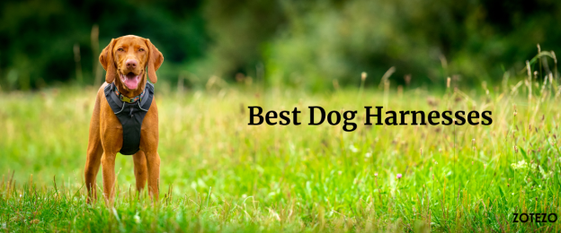 Best Dog Harness- 2024