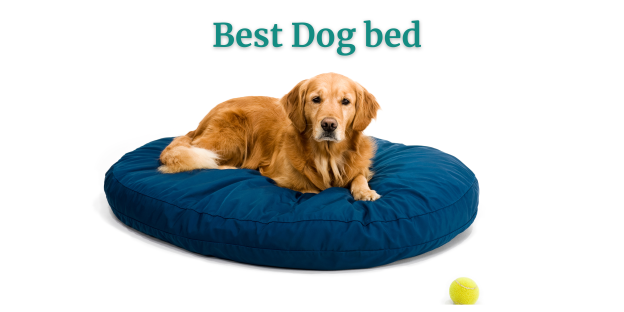 Best Dog Bed-2024