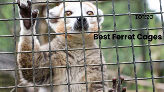 Best Ferret Cages-2024