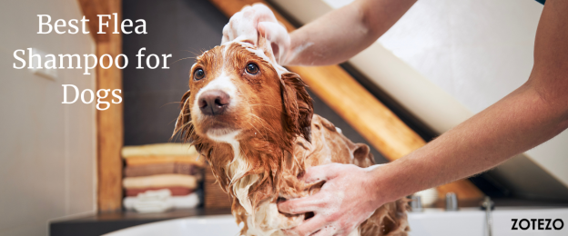 Best Flea Shampoo for Dogs- 2024