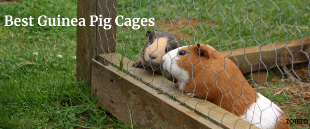 Best Guinea Pig Cages- 2024
