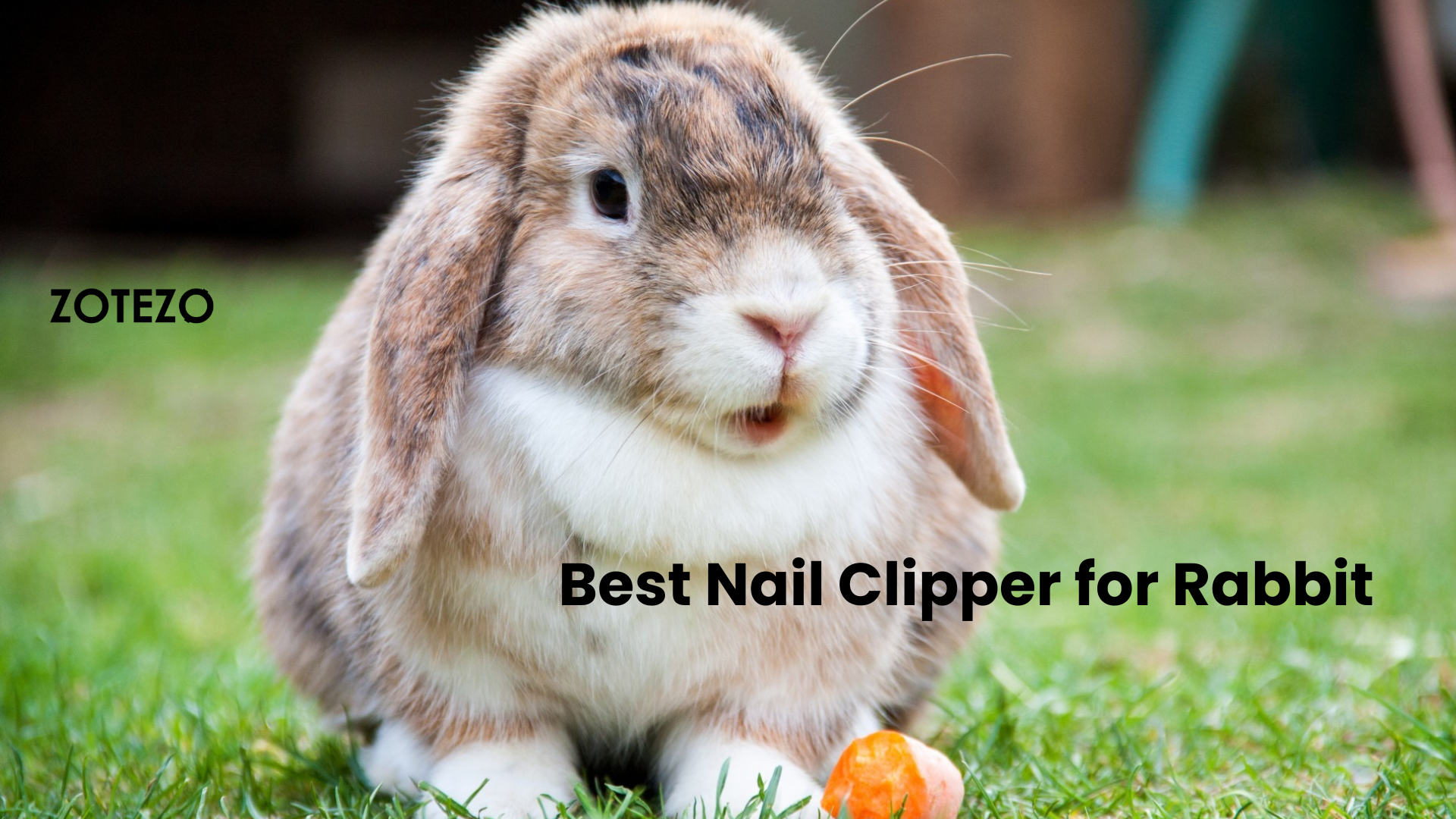 Nail Clippers for Rabbits in the World
