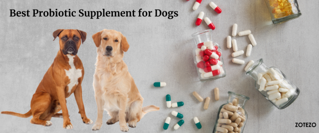 Best Probiotic Supplements for Dogs- 2024