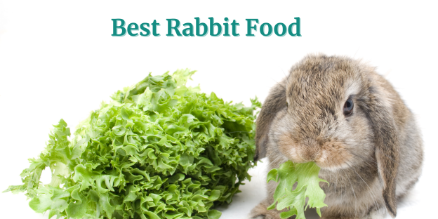 Best Rabbit Food-2024
