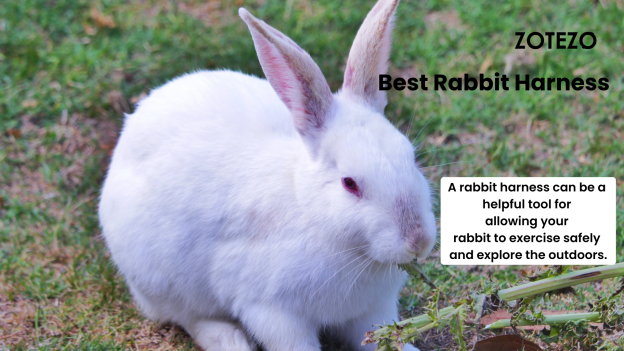 Best Rabbit Harness-2024