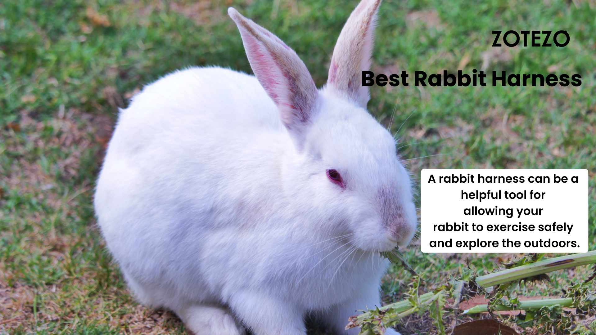 Rabbit Harness in the World