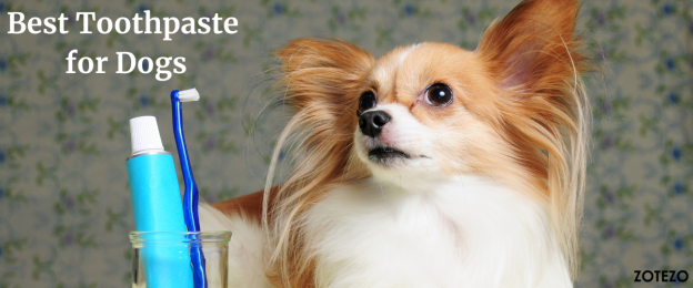 Best Toothpaste for Dogs- 2024