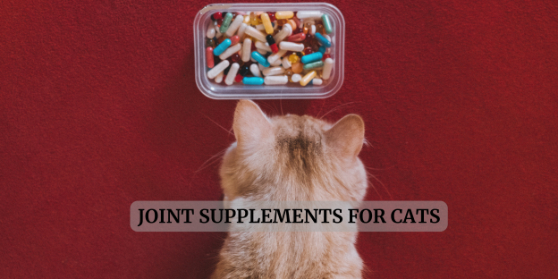 Best joint supplements for cats-2024