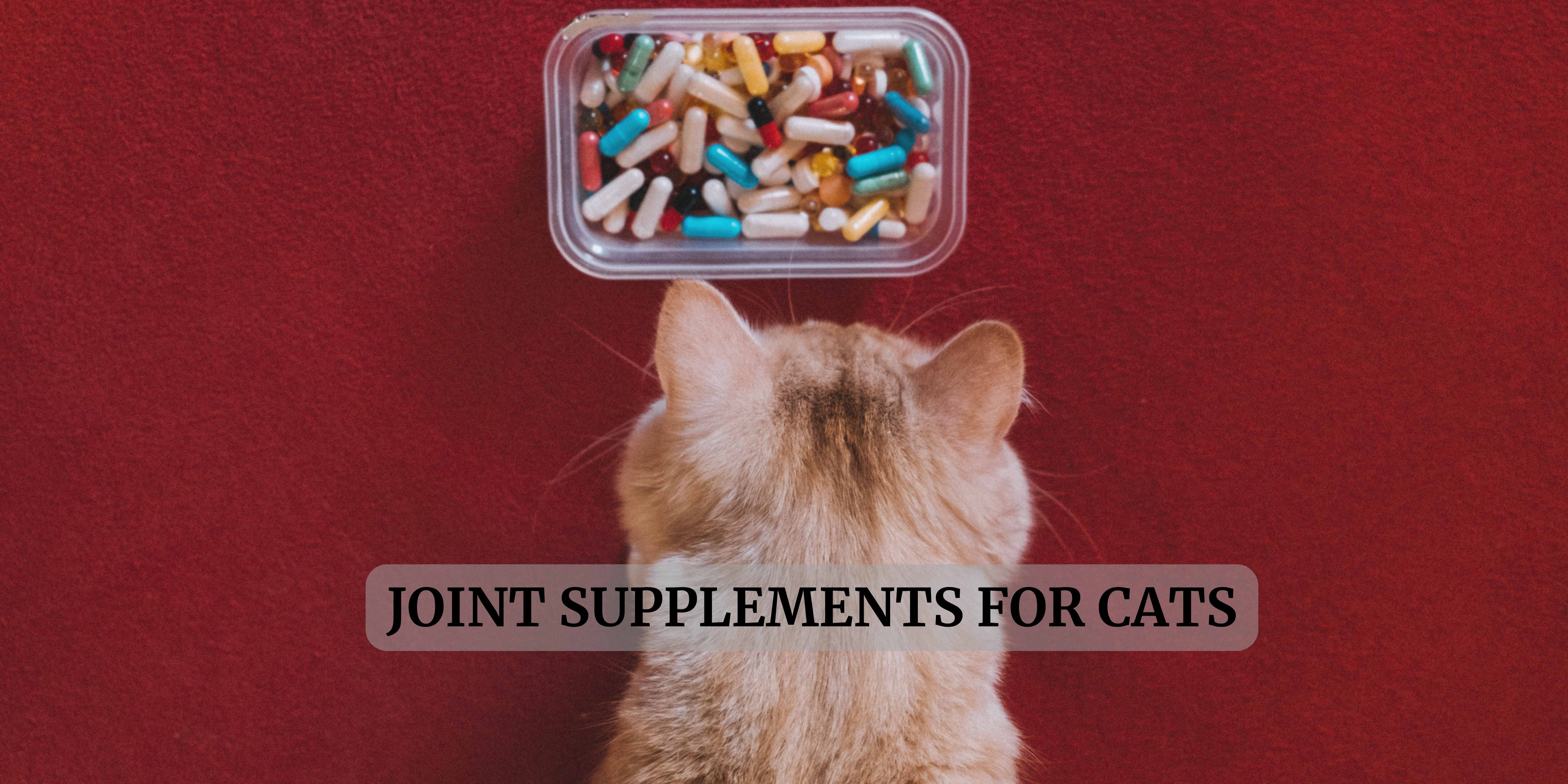 joint supplements for cats in the World