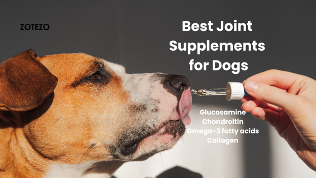 Best Joint Supplements for Dogs-2024