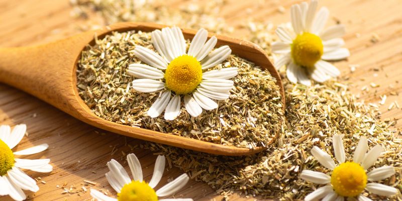 Chamomile Extract Supplements in the World